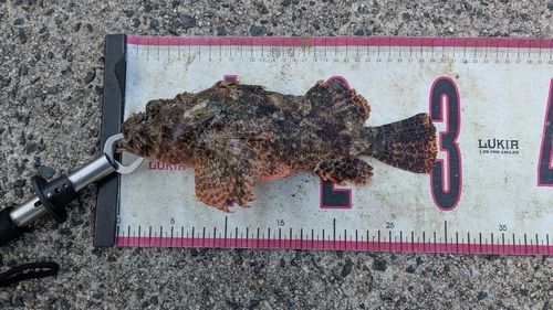 オニカサゴの釣果