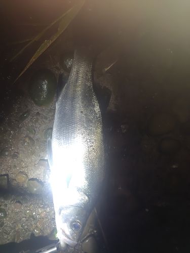 フッコ（ヒラスズキ）の釣果