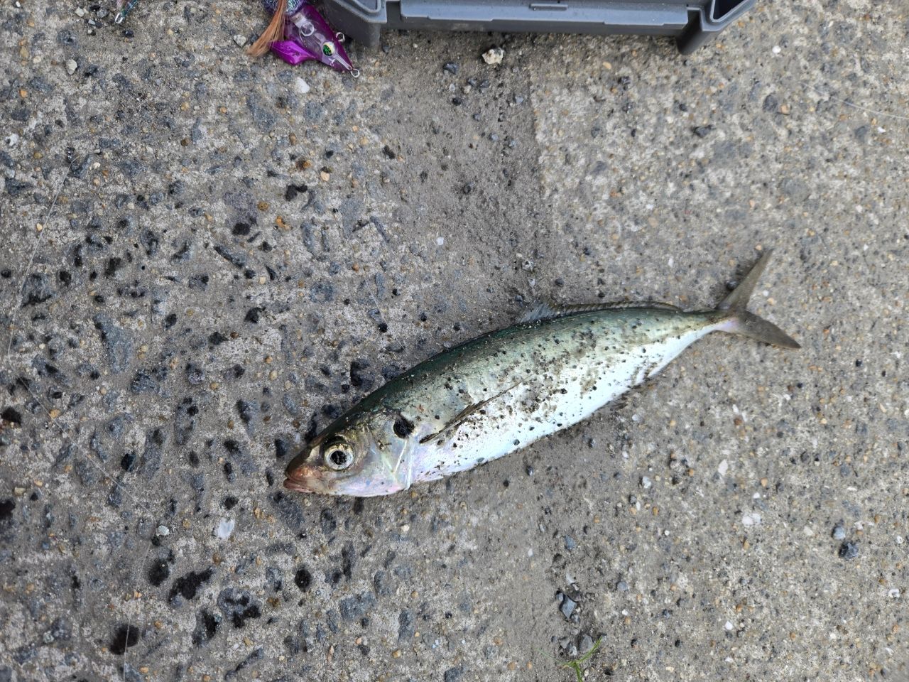 マルアジの釣果写真