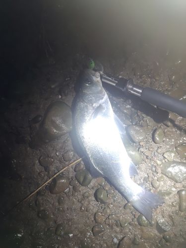 フッコ（マルスズキ）の釣果