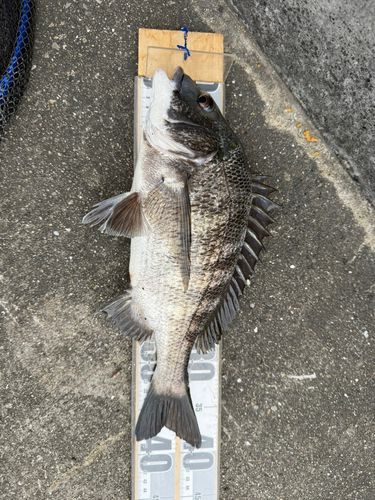 チヌの釣果