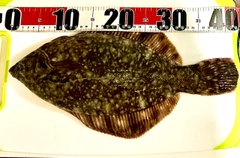 クロガシラガレイの釣果