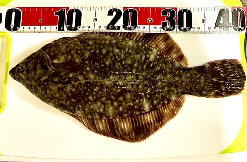 クロガシラガレイの釣果