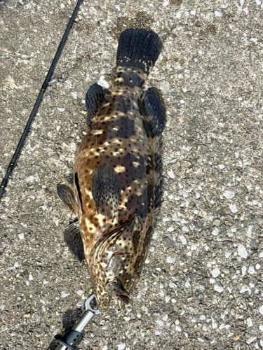 ヤイトハタの釣果