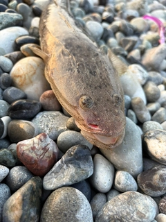 マゴチの釣果