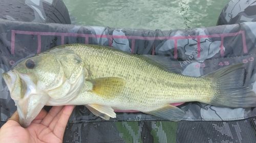 ラージマウスバスの釣果