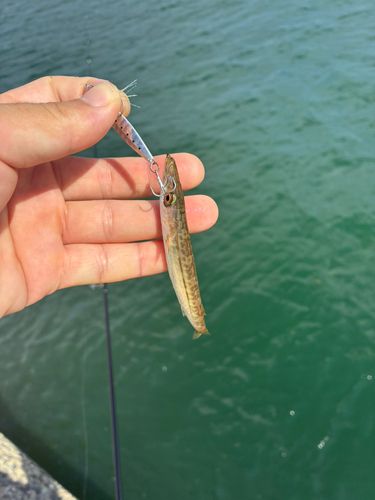 カマスの釣果