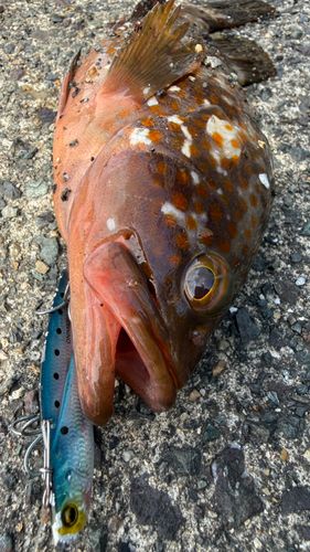 アコウの釣果
