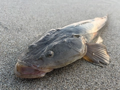 マゴチの釣果
