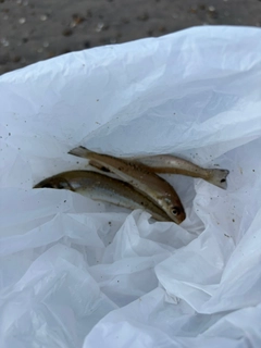 シロギスの釣果