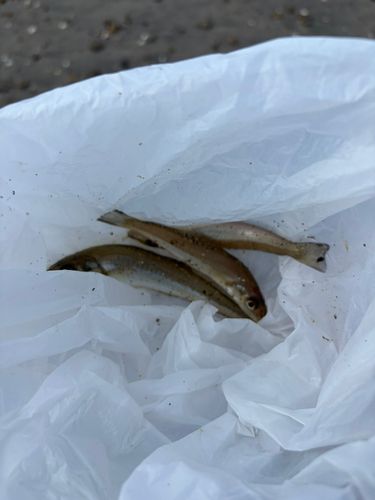 シロギスの釣果