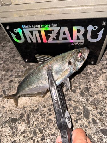 マアジの釣果