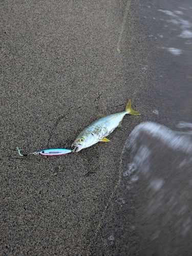 ツバスの釣果