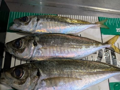 マアジの釣果