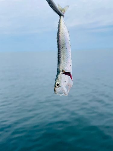 マサバの釣果
