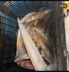 マイカの釣果