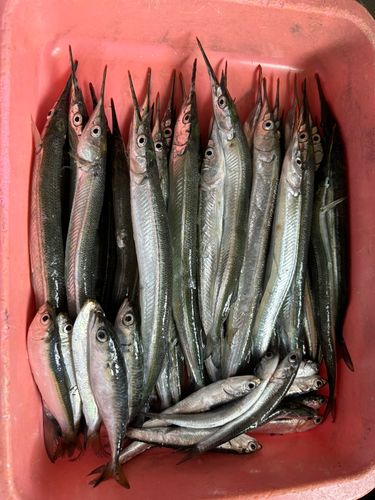 サヨリの釣果