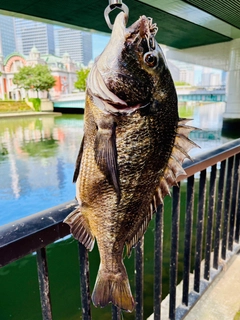 チヌの釣果