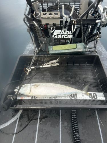 サバの釣果