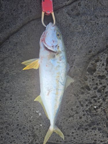 ヒラマサの釣果