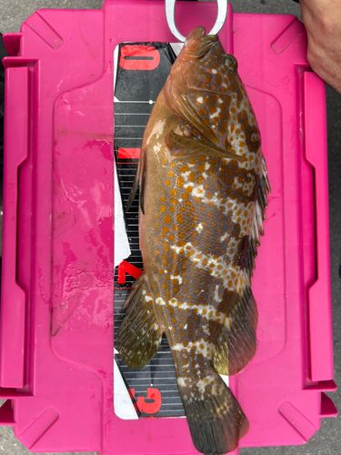 キジハタの釣果