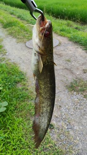 ナマズの釣果