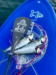 サバの釣果