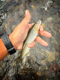 アユの釣果