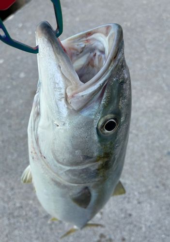 ワラサの釣果