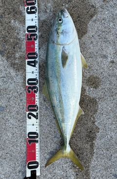 ワラサの釣果