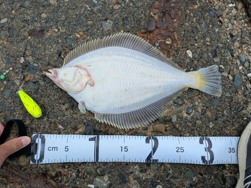 マガレイの釣果