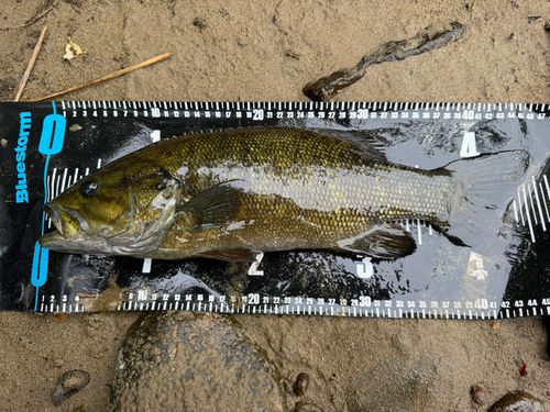 スモールマウスバスの釣果
