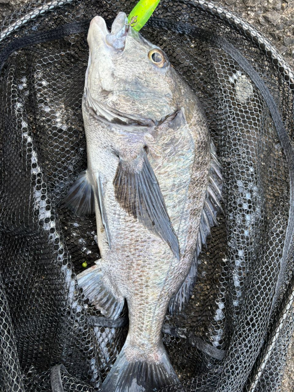 クロダイの釣果写真