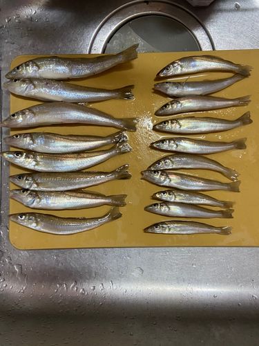 キスの釣果