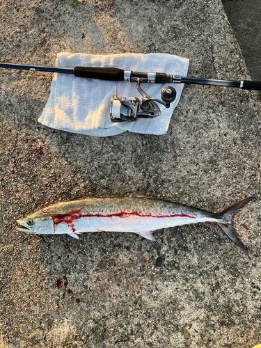 サゴシの釣果
