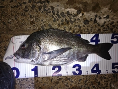 クロダイの釣果