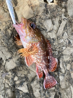 カサゴの釣果