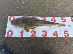 マゴチの釣果