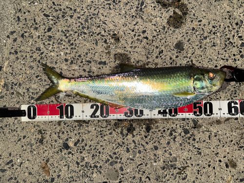 ヒラの釣果