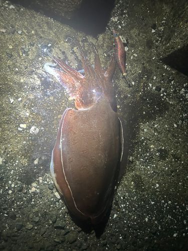 コウイカの釣果