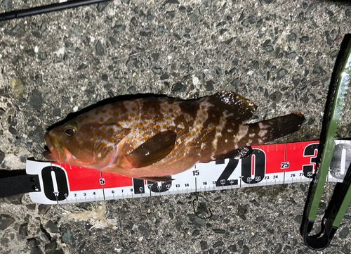 アコウの釣果