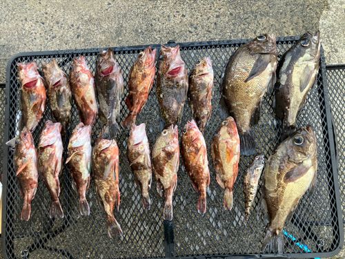 釣果