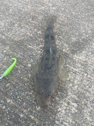 マゴチの釣果