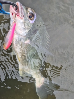 キビレの釣果