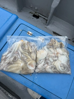 タコの釣果