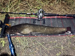 ナマズの釣果