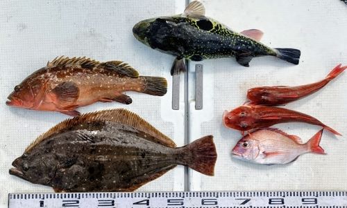 アコウの釣果