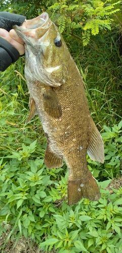 スモールマウスバスの釣果