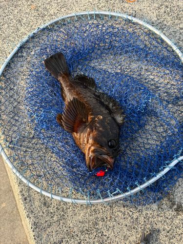 クロソイの釣果