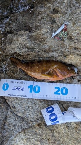 キジハタの釣果